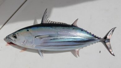 listao tuna