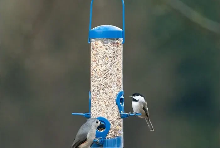 How to Pick the Perfect Bird Feeder for Your Outdoor Space