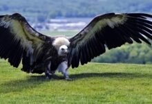 what is the largest flying bird in the world​